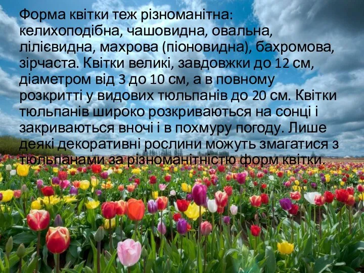 Форма квітки теж різноманітна: келихоподібна, чашовидна, овальна, лілієвидна, махрова (піоновидна), бахромова,