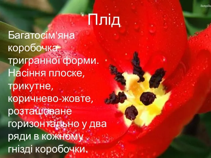 Плід Багатосім'яна коробочка тригранної форми. Насіння плоске, трикутне, коричнево-жовте, розташоване горизонтально