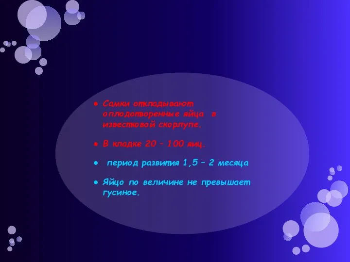 Самки откладывают оплодотворенные яйца в известковой скорлупе. В кладке 20 –