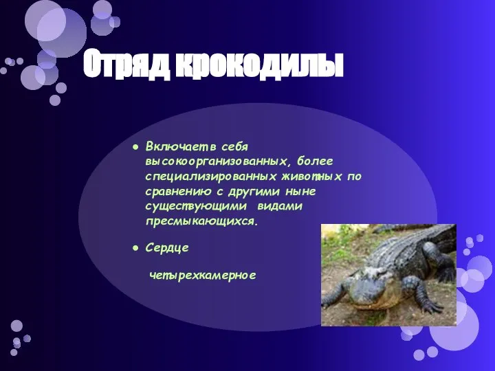 Отряд крокодилы Включает в себя высокоорганизованных, более специализированных животных по сравнению