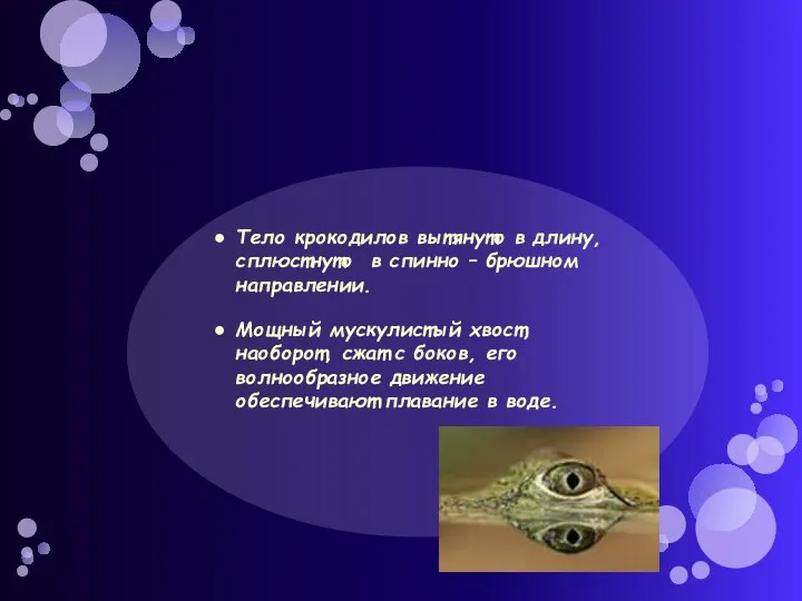 Тело крокодилов вытянуто в длину, сплюстнуто в спинно – брюшном направлении.