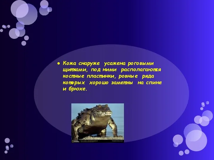 Кожа снаруже усажена роговыми щитками, под ними располагаются костные пластинки, ровные