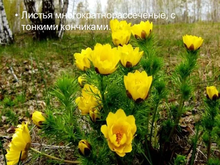 Листья многократнорассеченые, с тонкими кончиками.