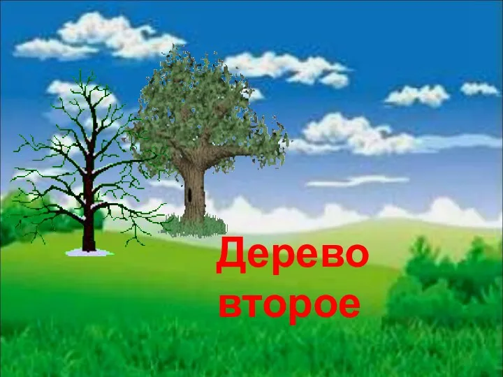 Дерево второе