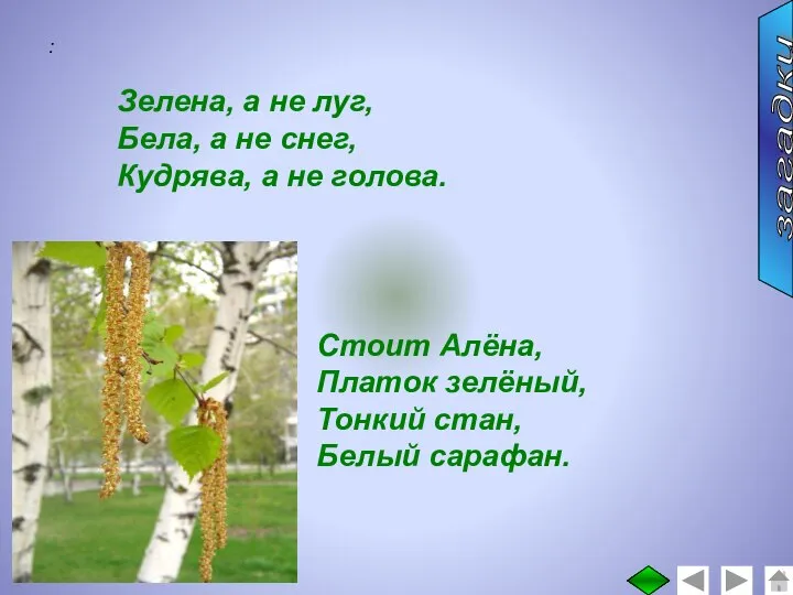 : Зелена, а не луг, Бела, а не снег, Кудрява, а