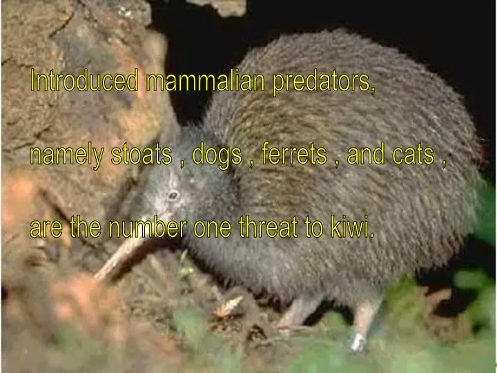 Introduced mammalian predators, namely stoats , dogs , ferrets , and