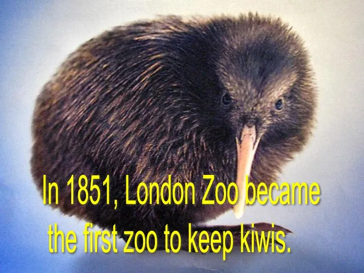 In 1851, London Zoo became the first zoo to keep kiwis.