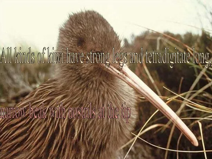 All kinds of kiwi have strong legs and tetradigitate long, narrow