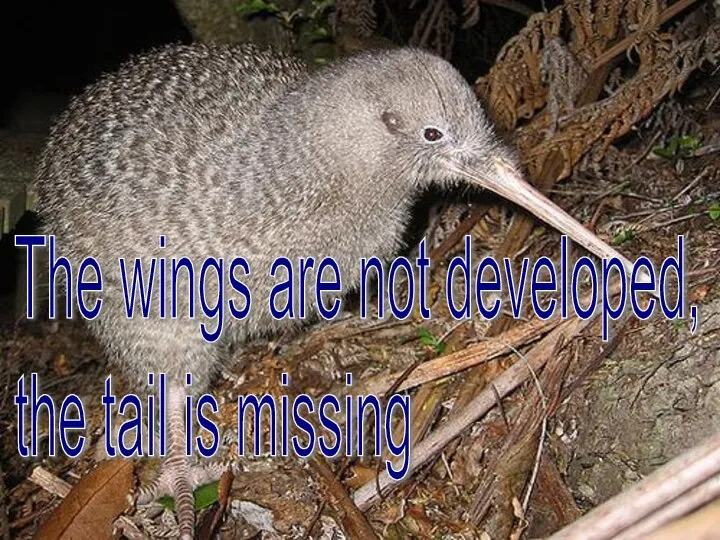 The wings are not developed, the tail is missing