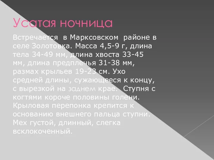 Усатая ночница Встречается в Марксовском районе в селе Золотовка. Масса 4,5-9