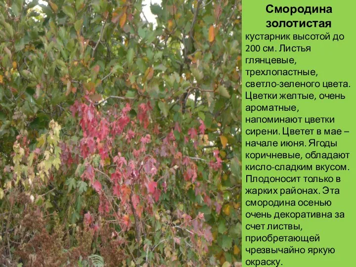 Смородина золотистая кустарник высотой до 200 см. Листья глянцевые, трехлопастные, светло-зеленого