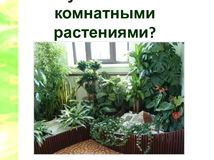 Как ухаживать за комнатными растениями?