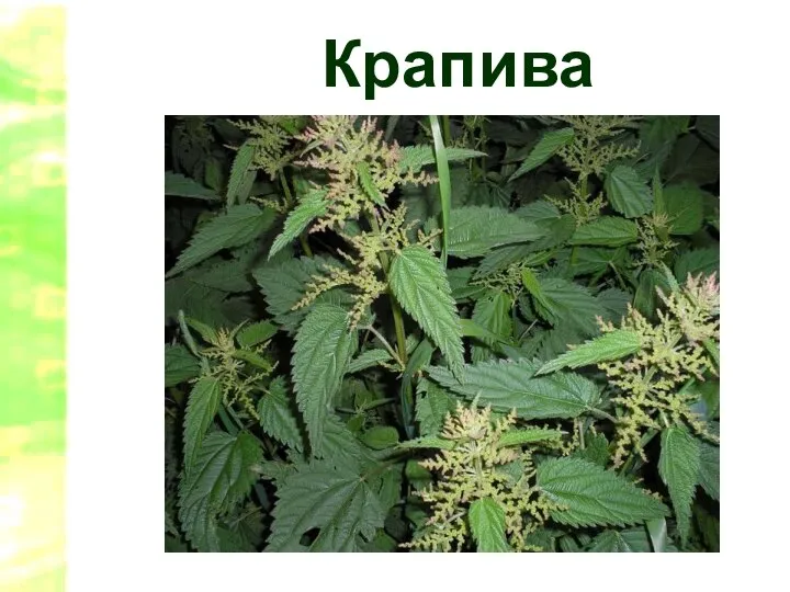 Крапива