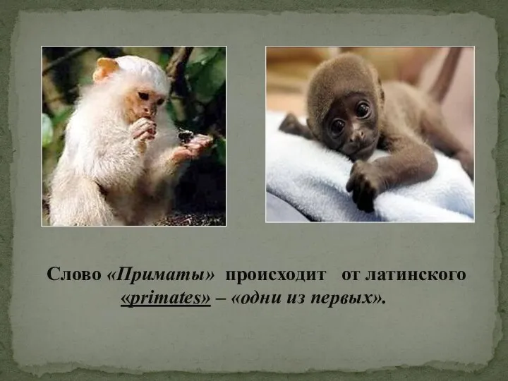 Слово «Приматы» происходит от латинского «primates» – «одни из первых».