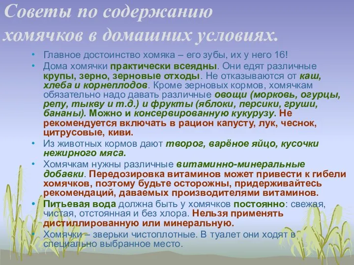 Советы по содержанию хомячков в домашних условиях. Главное достоинство хомяка –