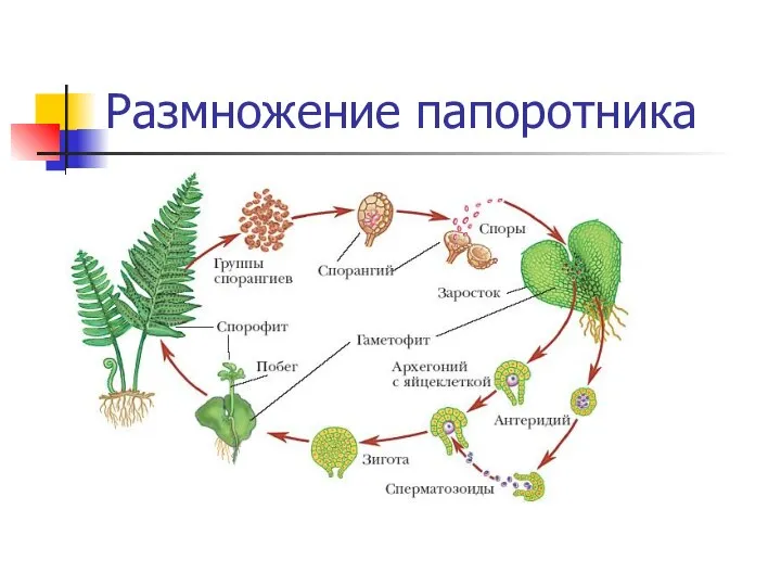 Размножение папоротника