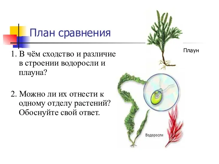 План сравнения 1. В чём сходство и различие в строении водоросли