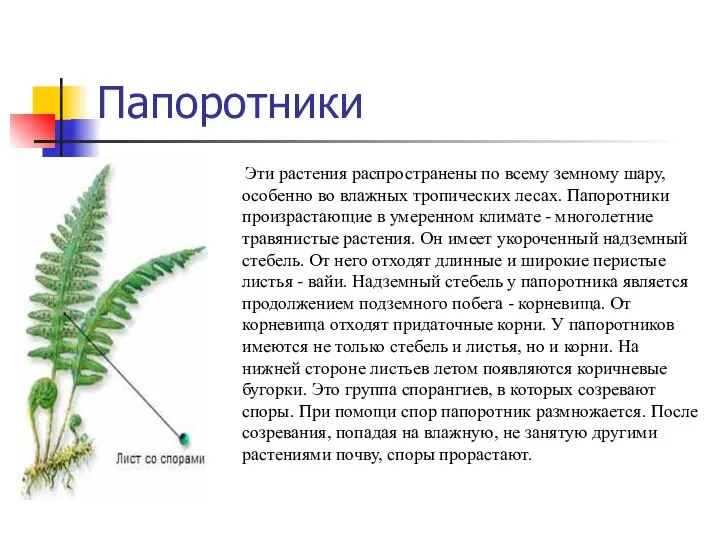 Папоротники Эти растения распространены по всему земному шару, особенно во влажных