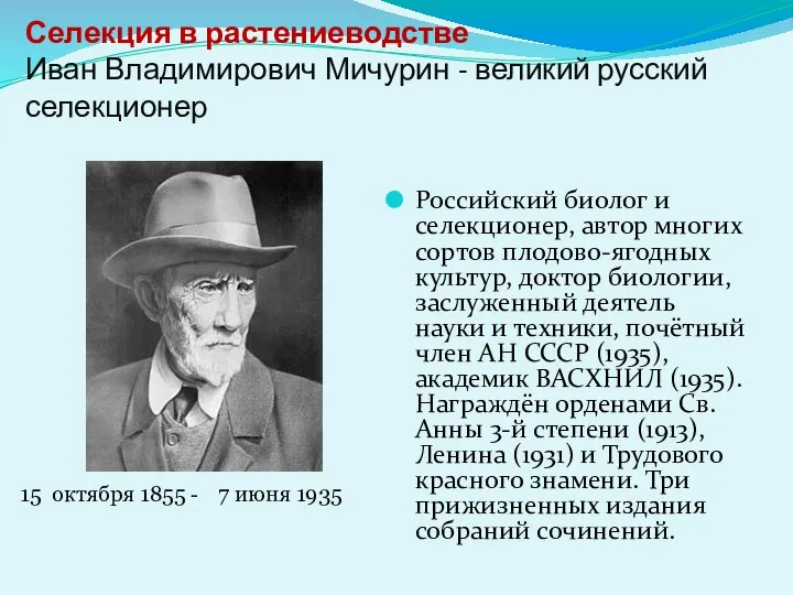 Селекция в растениеводстве Иван Владимирович Мичурин - великий русский селекционер Российский