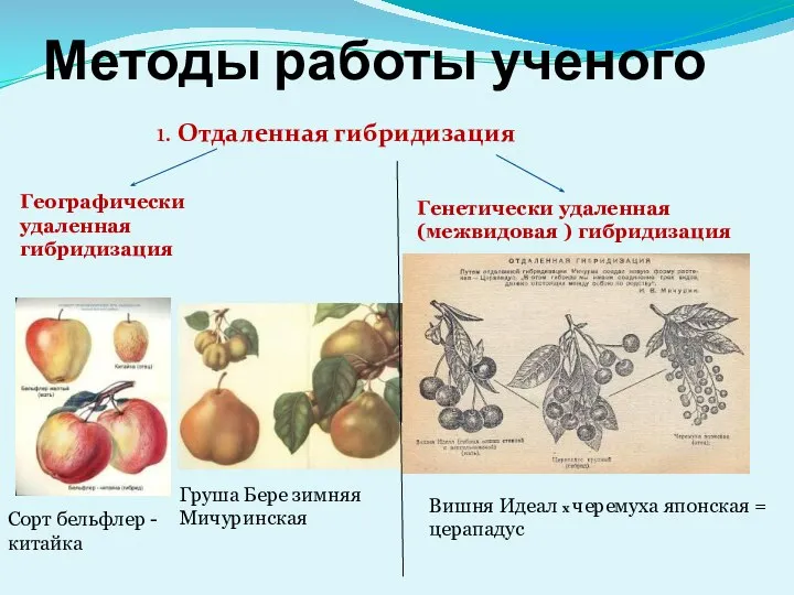 Методы работы ученого 1. Отдаленная гибридизация Географически удаленная гибридизация Генетически удаленная