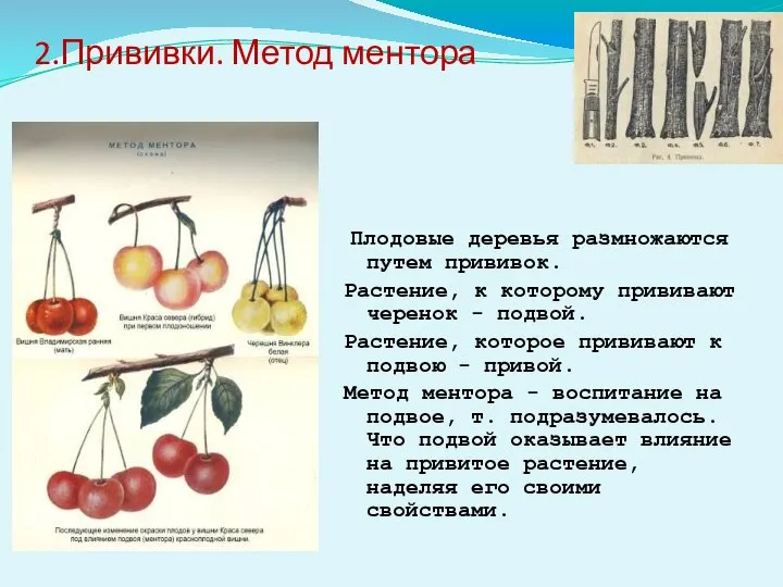 2.Прививки. Метод ментора Плодовые деревья размножаются путем прививок. Растение, к которому