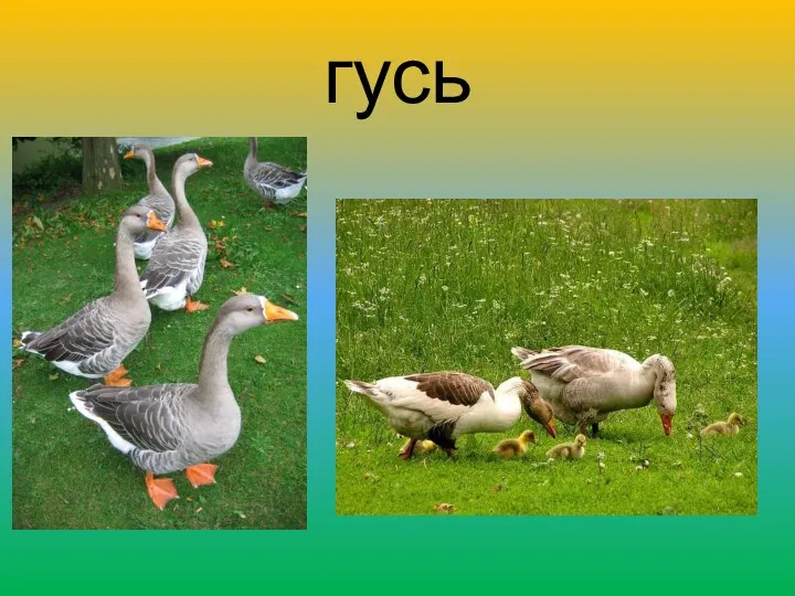 гусь