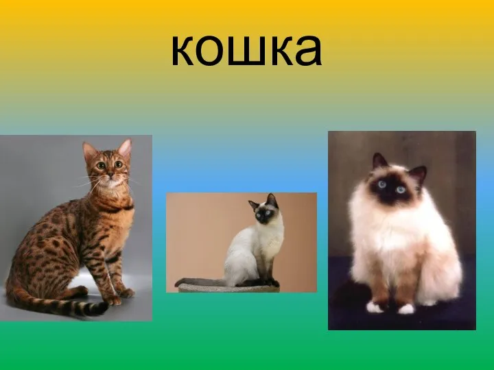 кошка