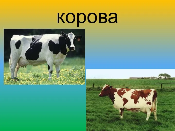 корова