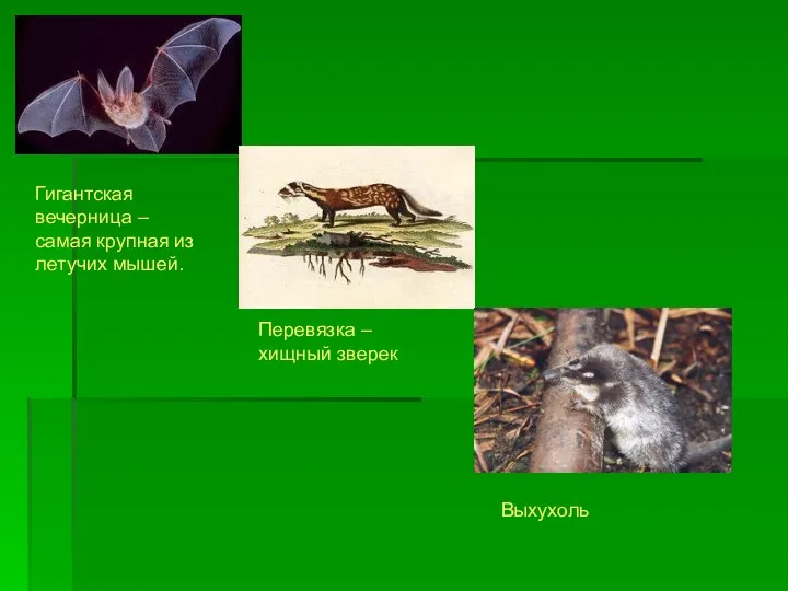 Перевязка – хищный зверек Выхухоль Гигантская вечерница – самая крупная из летучих мышей.