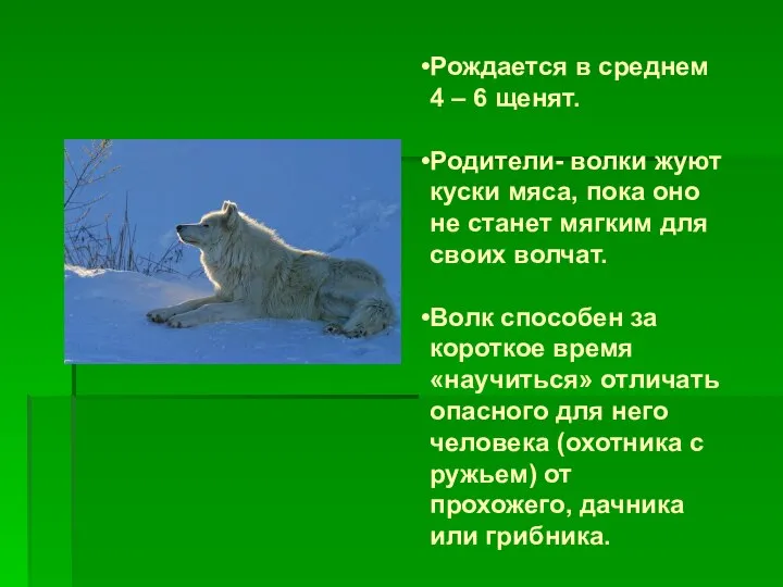 Рождается в среднем 4 – 6 щенят. Родители- волки жуют куски