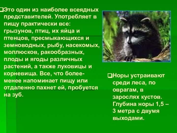 Это один из наиболее всеядных представителей. Употребляет в пищу практически все: