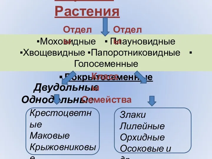 Царство Растения Двудольные Однодольные ▪Моховидные ▪ Плауновидные ▪Хвощевидные ▪Папоротниковидные ▪ Голосеменные