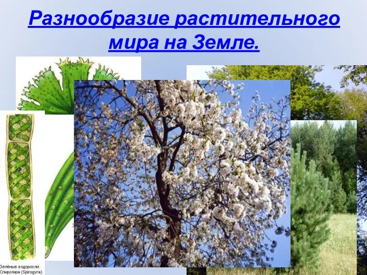 Разнообразие растительного мира на Земле.