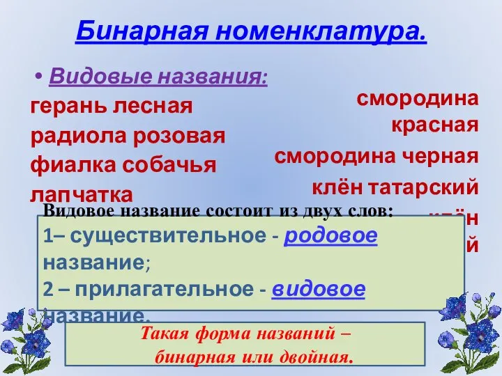 Бинарная номенклатура. Видовые названия: герань лесная радиола розовая фиалка собачья лапчатка