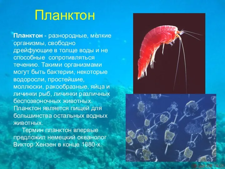 Планктон Планктон - разнородные, мелкие организмы, свободно дрейфующие в толще воды