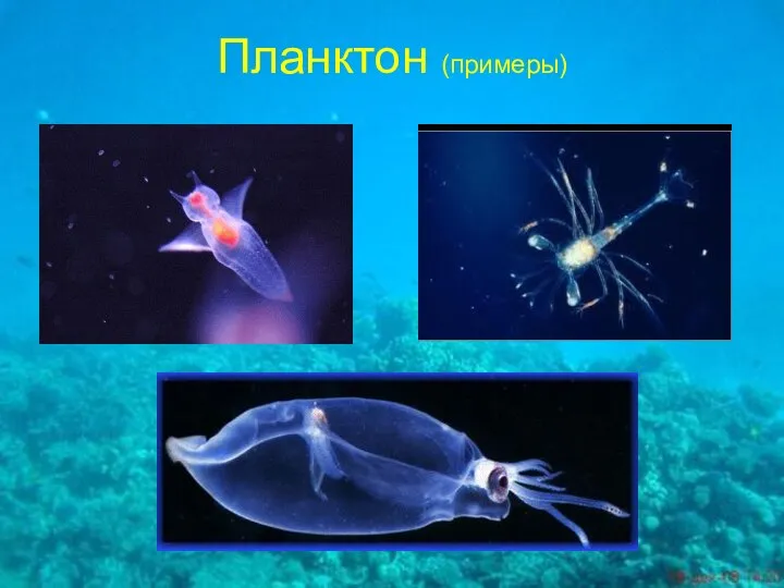 Планктон (примеры)