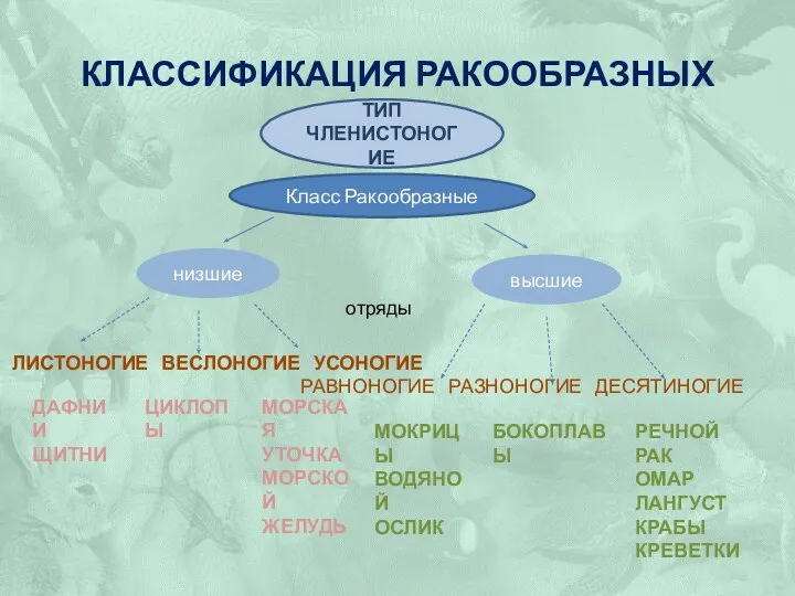 Классификация ракообразных отряды ЛИСТОНОГИЕ ВЕСЛОНОГИЕ УСОНОГИЕ РАВНОНОГИЕ РАЗНОНОГИЕ ДЕСЯТИНОГИЕ низшие высшие