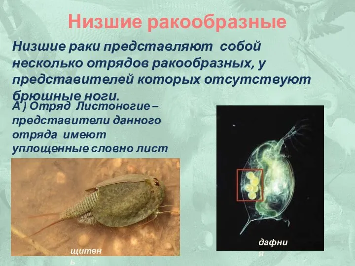 Низшие ракообразные Низшие раки представляют собой несколько отрядов ракообразных, у представителей