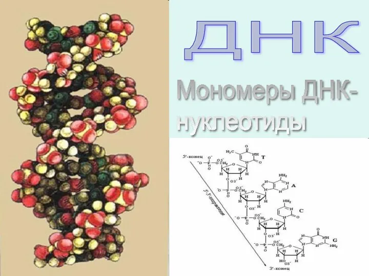 ДНК Мономеры ДНК- нуклеотиды