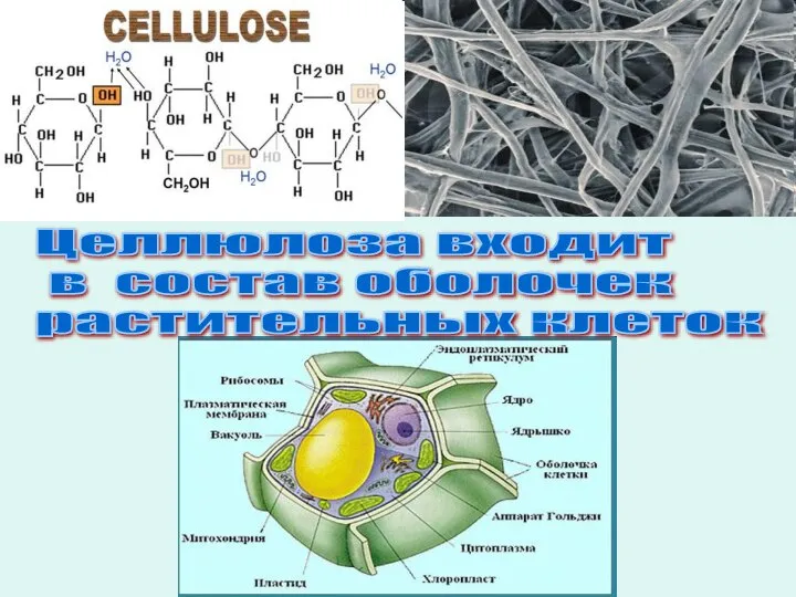 Целлюлоза входит в состав оболочек растительных клеток