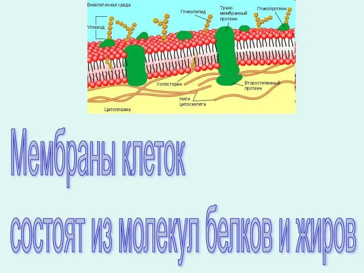 Мембраны клеток состоят из молекул белков и жиров