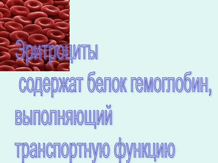 Эритроциты содержат белок гемоглобин, выполняющий транспортную функцию