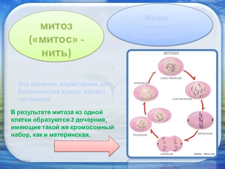 митоз («митос» - нить) Мейоз («мейозис» - уменьшение) Это деление, характерное