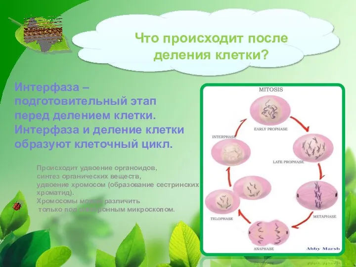 Что происходит после деления клетки? Интерфаза – подготовительный этап перед делением