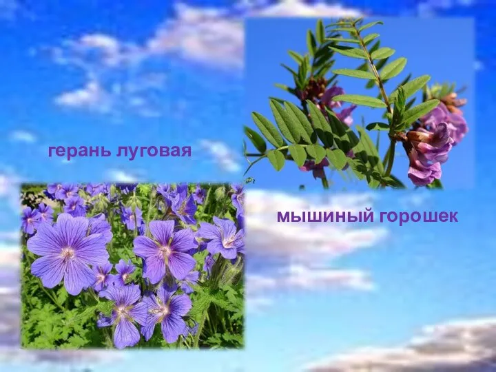 герань луговая мышиный горошек