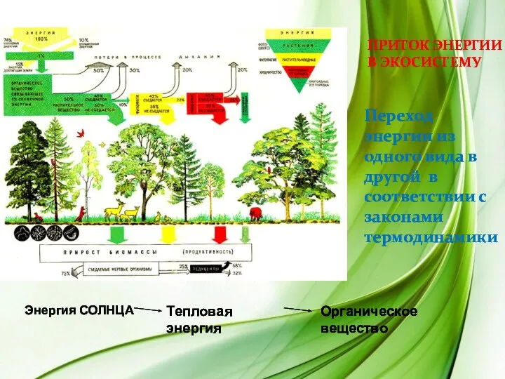 Приток энергии в экосистему Переход энергии из одного вида в другой