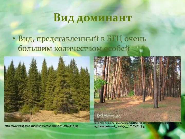Вид доминант Вид, представленный в БГЦ очень большим количеством особей http://www.zagorod.ru/u/lands/gal/118e65b12ff6545c.jpg http://cdn.img.ria.ua/photosnew/dom/photo/uchastok_pod_jiluyu_zastroyku_dnepropetrovsk_prodaja__10061481f.jpg
