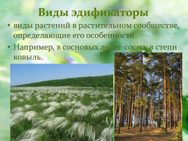 Виды эдификаторы виды растений в растительном сообществе, определяющие его особенности. Например,