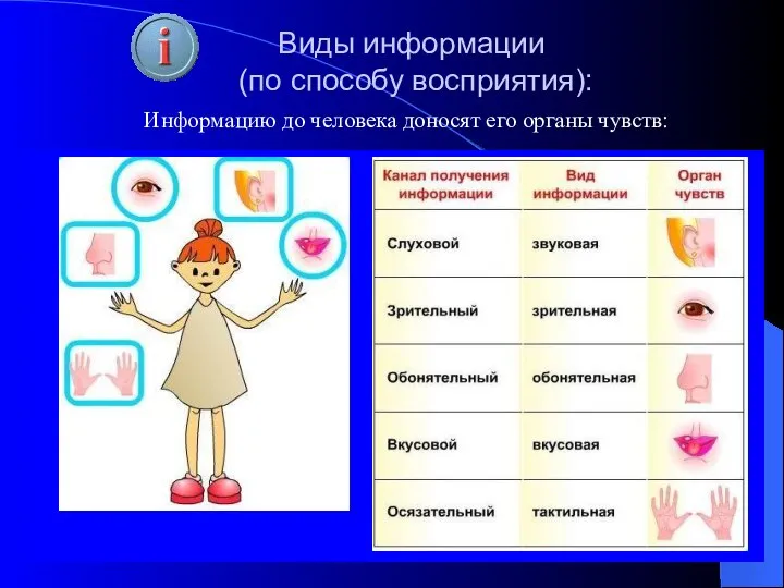 Информацию до человека доносят его органы чувств: Виды информации (по способу восприятия):