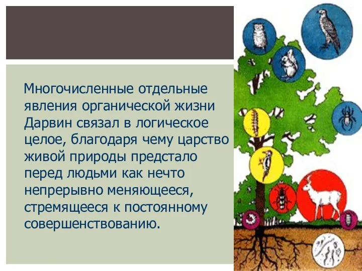 Многочисленные отдельные явления органической жизни Дарвин связал в логическое целое, благодаря